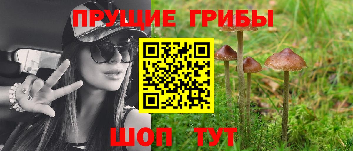 Галлюциногенные грибы Psilocybine cubensis Ипатово